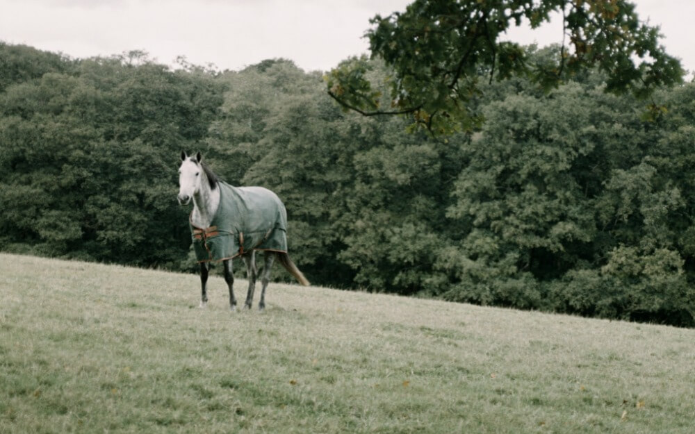 Ashdown Forest