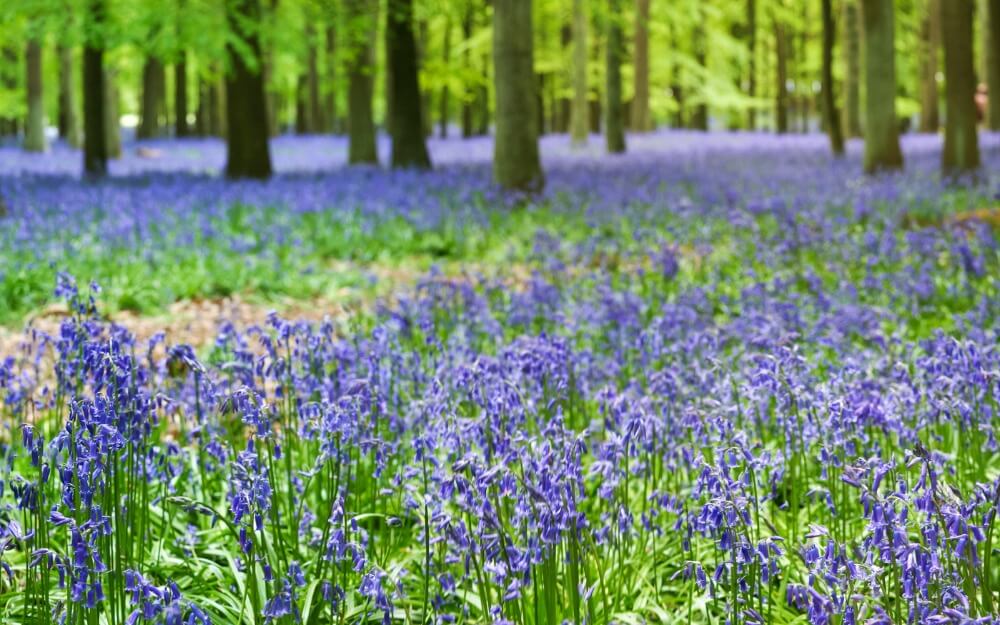 Ashridge Estate