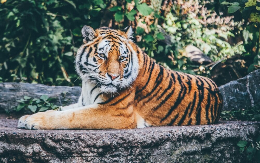 Blackpool Zoo