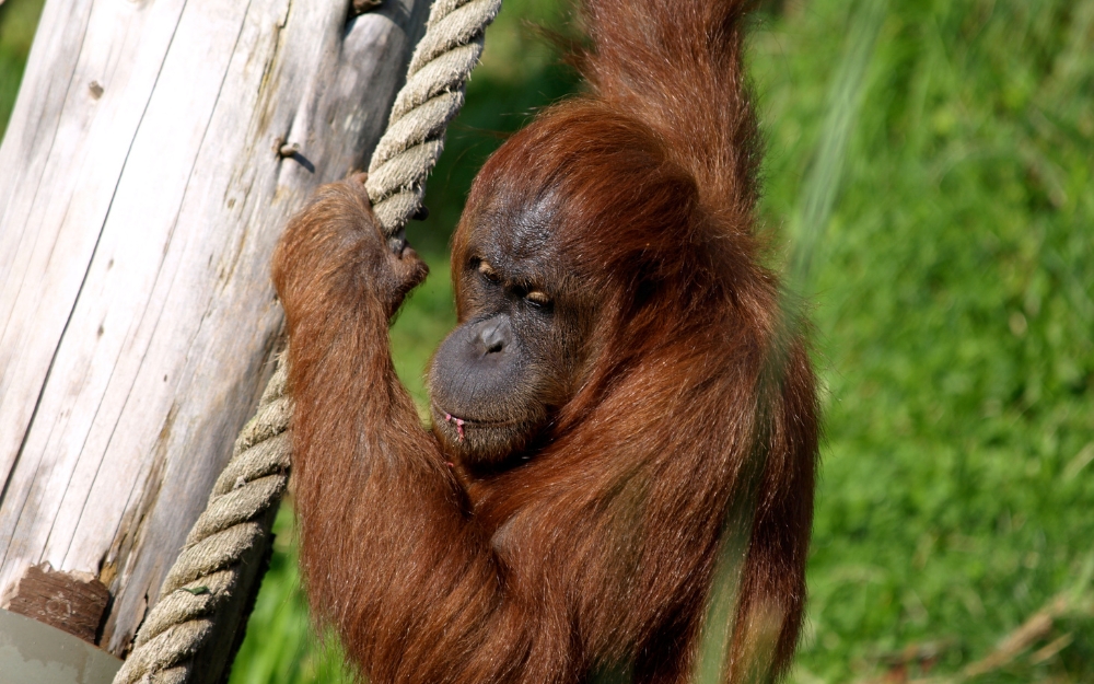 Jersey Zoo
