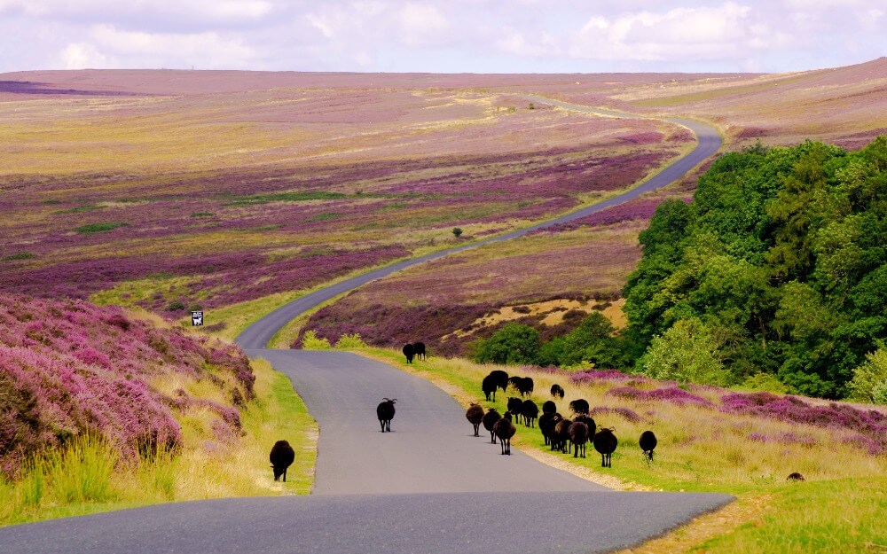 Whitby and the North York Moors