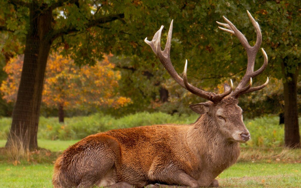 Wollaton Hall and Deer Park Wollaton Hall and Deer Park