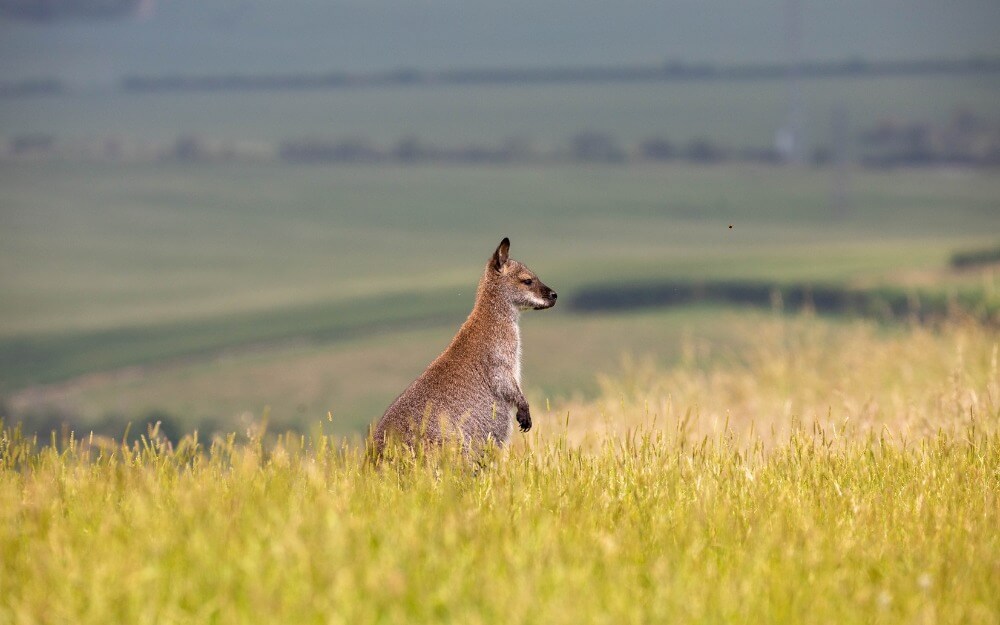 ZSL Whipsnade Zoo